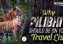 Pilibhit India’s Secret Tiger Haven You Need to See!