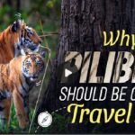 Pilibhit: India’s Secret Tiger Haven You Need to See!