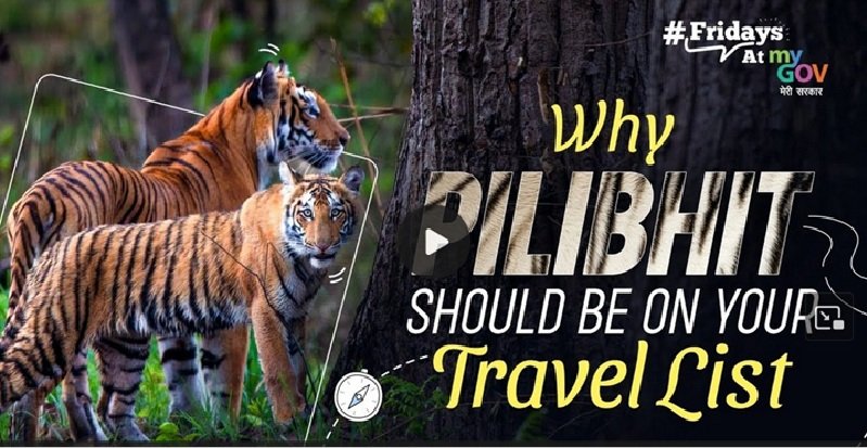 Pilibhit: India’s Secret Tiger Haven You Need to See!