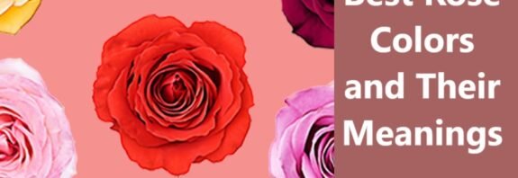 Best Rose Colors and Their Meanings
