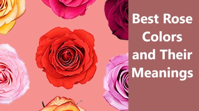 Best Rose Colors and Their Meanings