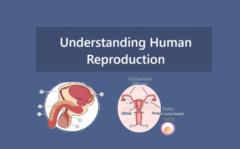 Understanding Human Reproduction