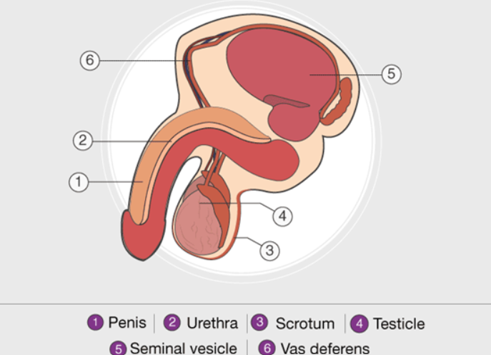 The Male Reproductive System