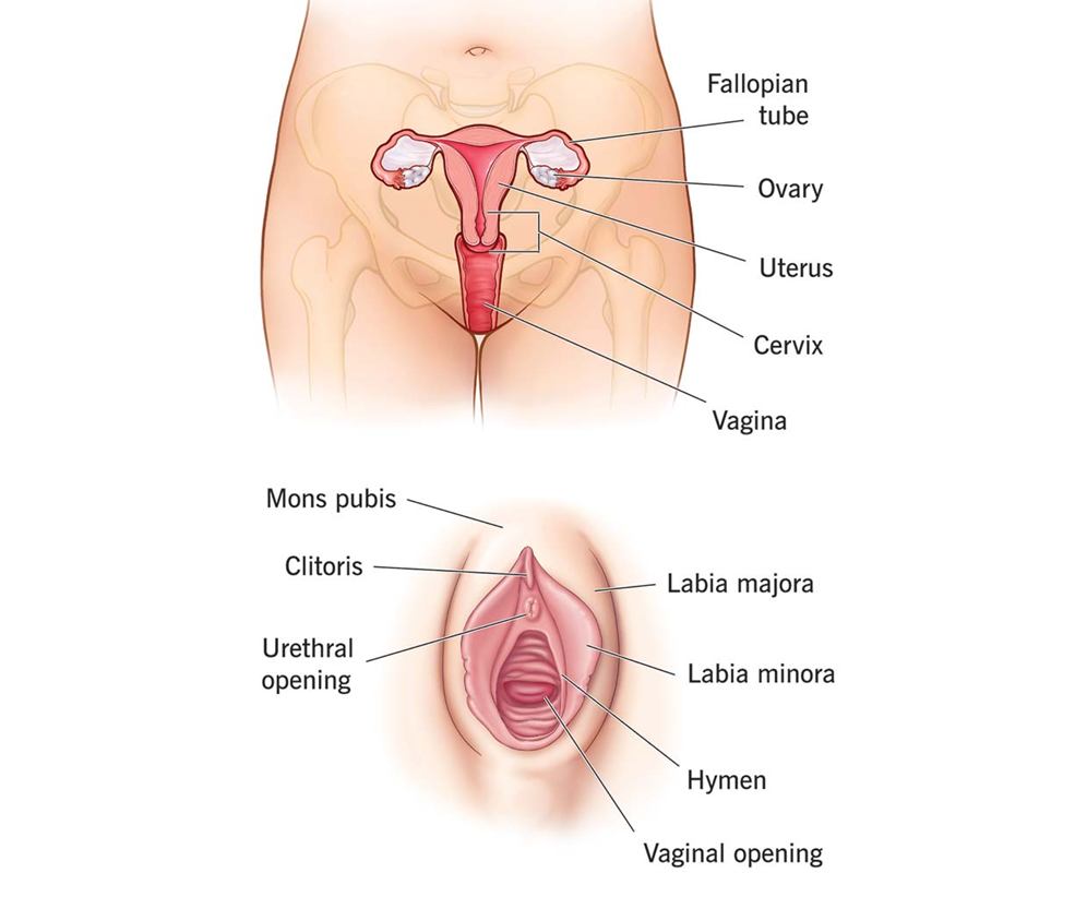 The Female Reproductive System