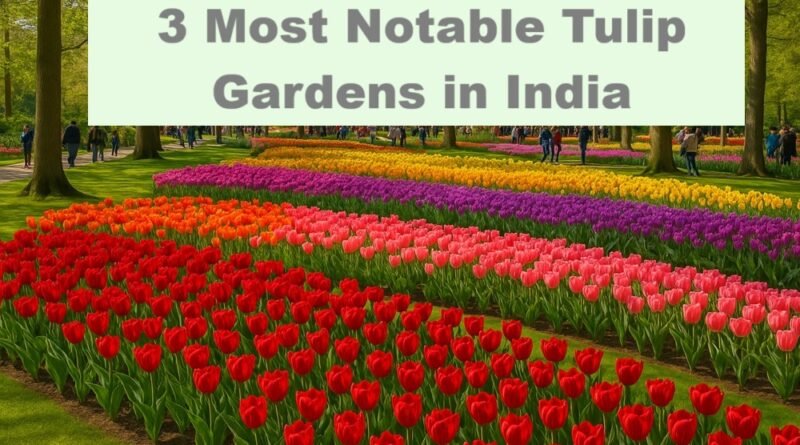 3 Most Notable Tulip Gardens in India
