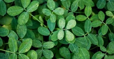 Moringa Leaves: The Ultimate Superfood for Your Health