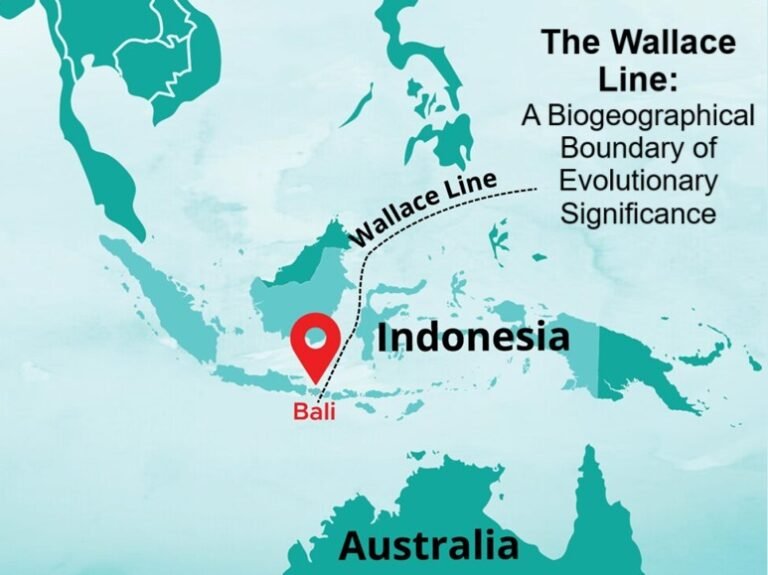 The Wallace Line A Biogeographical Boundary The Wallace Line A Biogeographical Boundary