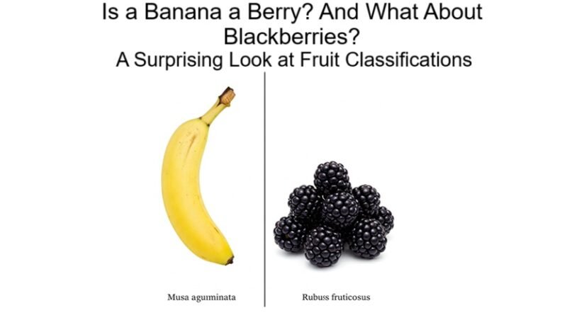 Which one is a berry – banana or a blackberry