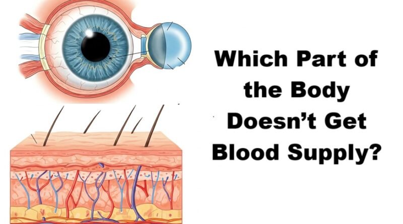 Which Part of the Body Doesn’t Get Blood Supply?