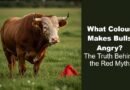 What Colour Makes Bulls Angry? The Truth Behind the Red Myth