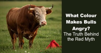What Colour Makes Bulls Angry? The Truth Behind the Red Myth
