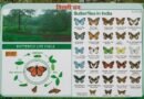 Butterflies in India