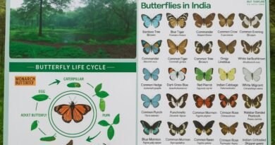 Butterflies in India