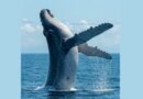 Is the Largest Animal in History Dead or Alive?