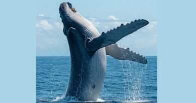 Is the Largest Animal in History Dead or Alive?