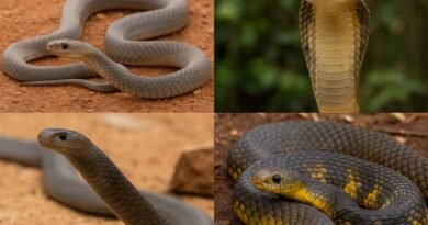 Top 10 Deadliest Snakes