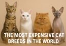 Top 10 Most Expensive Cat Breeds