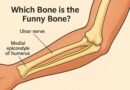 Which Bone is the Funny Bone?