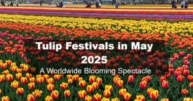 Tulip Festivals in May 2025: A Worldwide Blooming Spectacle
