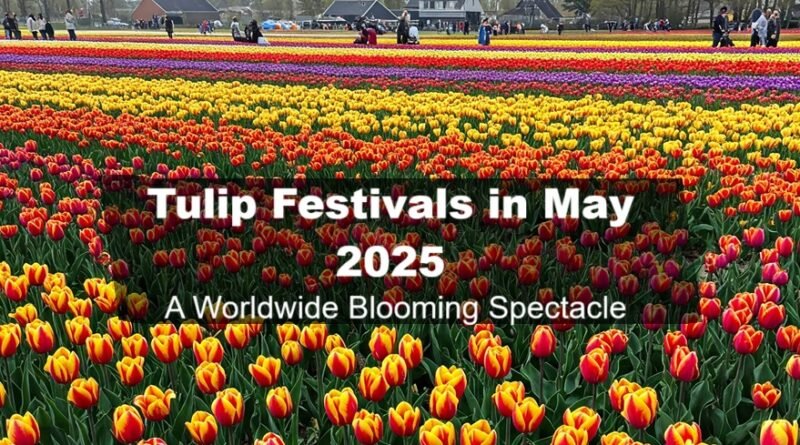 Tulip Festivals in May 2025: A Worldwide Blooming Spectacle