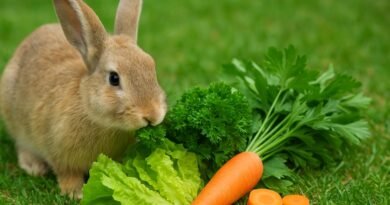 What is a rabbit’s favourite food?
