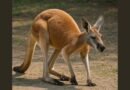 How Many Legs Does a Kangaroo Have?