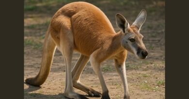 How Many Legs Does a Kangaroo Have?