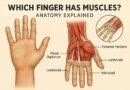 Do Fingers Have Muscles?