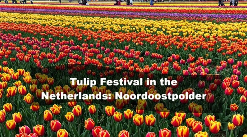 Tulip Festival in the Netherlands: Noordoostpolder