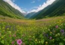 Flower Valleys in India: Exploring Nature's Floral Paradises