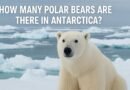 How Many Polar Bears Are There in Antarctica?