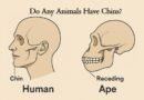 Do Any Animals Have Chins?