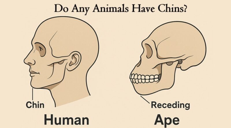 Do Any Animals Have Chins?