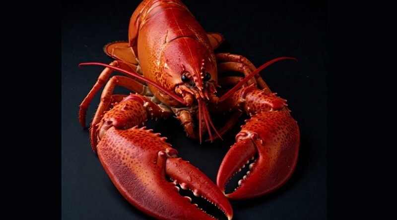 Where Can You Find a Lobster’s Teeth?