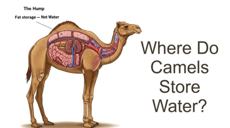 Where Do Camels Store Water?