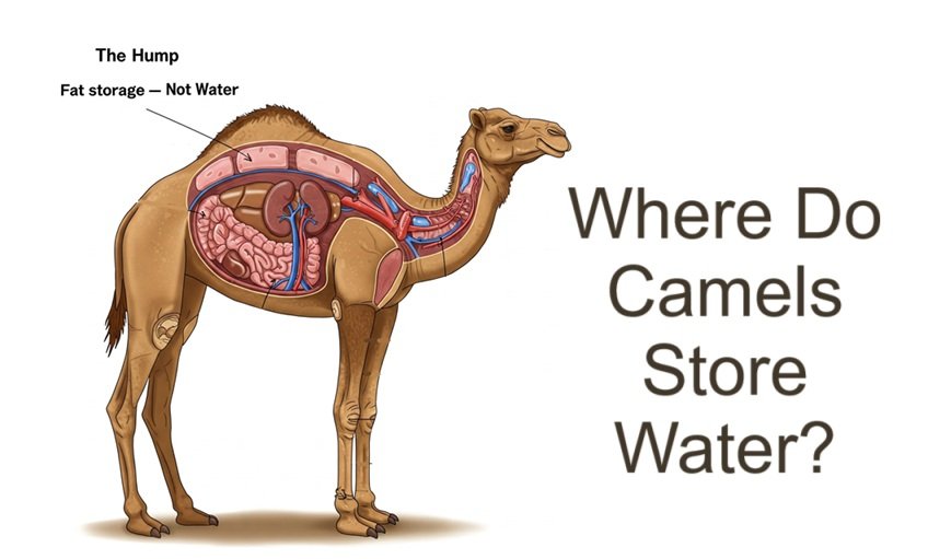 Where Do Camels Store Water?