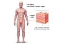 What’s the Biggest Organ in the Human Body?