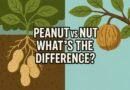 Are Peanuts Peas or Nuts?