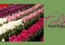 Tesselaar Tulip Festival 2025