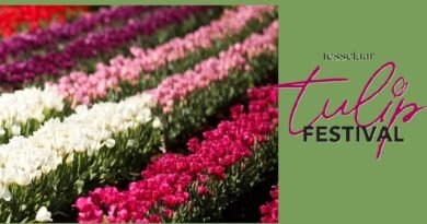Tesselaar Tulip Festival 2025