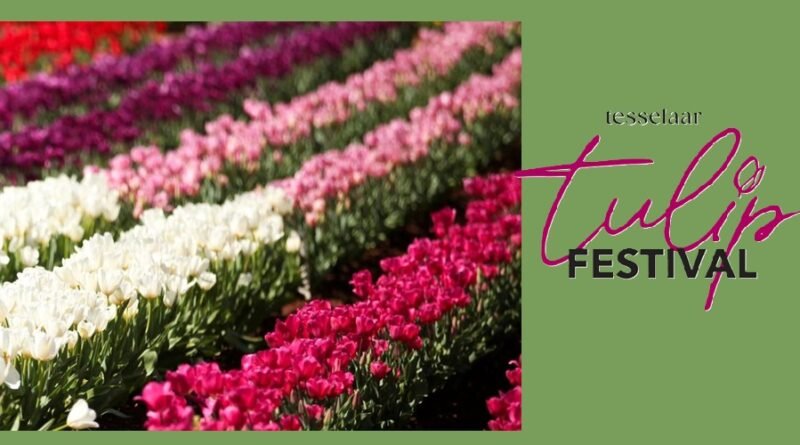 Tesselaar Tulip Festival 2025