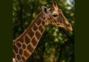 Why Do Giraffes Have Spots?