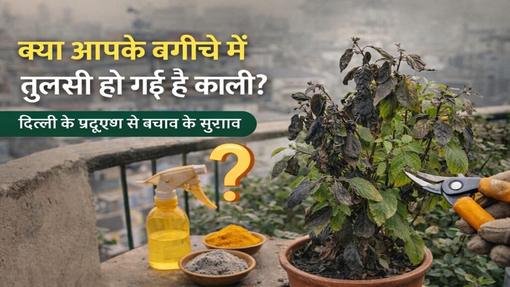 क्या आपके बगीचे में लगी तुलसी हो गई है काली?
