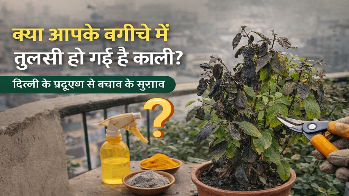 क्या आपके बगीचे में लगी तुलसी हो गई है काली? कहीं ये तो नहीं कारण, माली से जानें बचाव के सुझाव