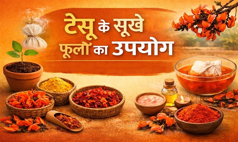 होली के बाद टेसू के सूखे फूलों का कैसे करें इस्तेमाल? पौधों की खाद से लेकर नेचुरल डाई बनाने तक के 6 अनोखे तरीके